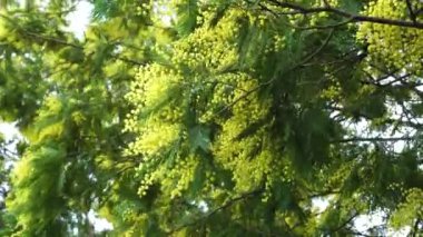 Parkta akasya dalları açıyor. Vahşi sarı güzel akasya çiçekleri rüzgarda sallanıyor.