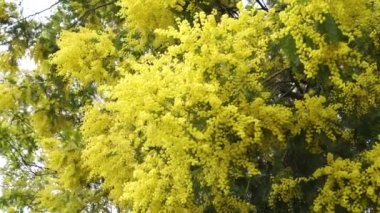 Akasya ağacının güzel çiçekleri gökyüzüne karşı. Bahçede açmakta olan akasya. Rüzgarda hareket ediyor