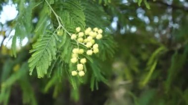 Akasya 'nın güzel çiçeği. Sarı çiçekli mimoza tozu yakın.