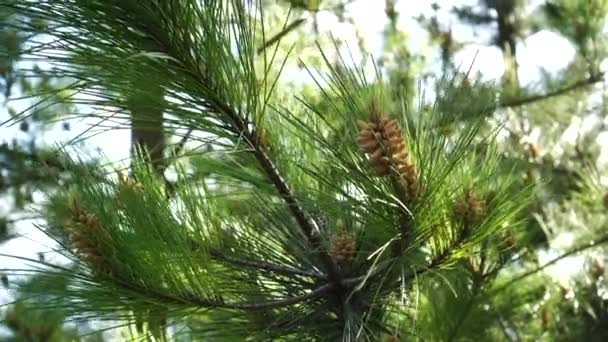 Pinus Berbunga Musim Semi Dengan Bunga Majemuk Indah Menutup Kerucut — Stok Video