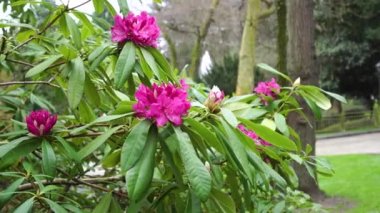 Parkta çiçek açan Rhododendron. 