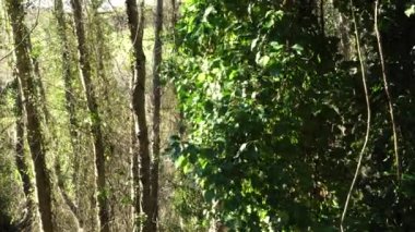 Vahşi bir ormanda ağaç gövdesindeki sarmaşık yaprakları. El kamerası atışı.