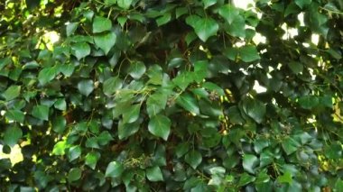 Sarmaşık yaprakları ve böğürtlenler rüzgarda sallanıyor. Hedera hibernica. El kamerası atışı.