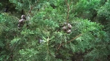 Genç Güzel Thuja Tohumları Yeşil Bir Dalda Rüzgarda Sallanıyor. Selvi
