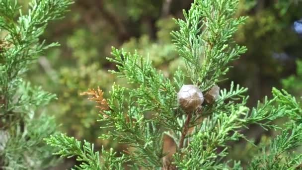 Graines Cône Cyprès Sur Une Branche Verte Dans Jardin Gros — Video