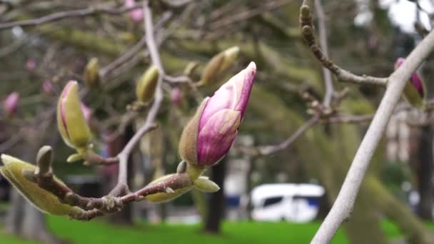 マグノリアの花 マグノリアの木の枝にピンクの花の芽が閉じています 都市公園や道路交通の背景をぼかす — ストック動画