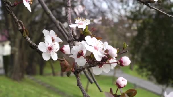 Viento Balancea Las Hermosas Flores Prunus Cerasifera Cerca Parque Floreciente — Vídeo de stock