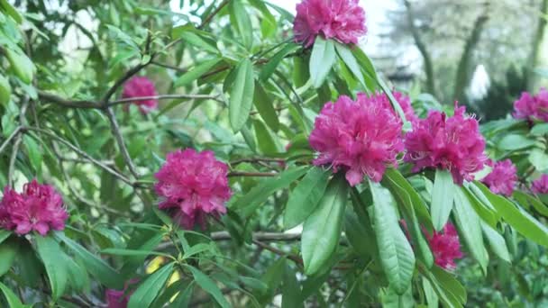 Virágzó Rózsaszín Rododendron Egy Nyilvános Parkban Szökőkúttal Autó Forgalom Elmosódott — Stock videók