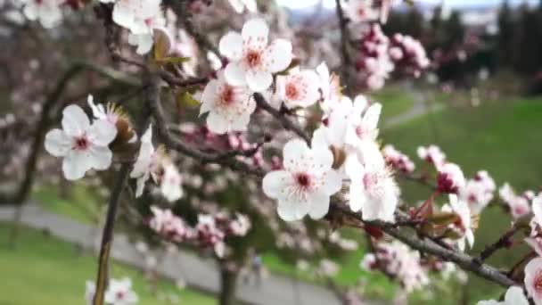 Flores Bonitas Prunus Cerasifera Fecham Jardim Florescente — Vídeo de Stock