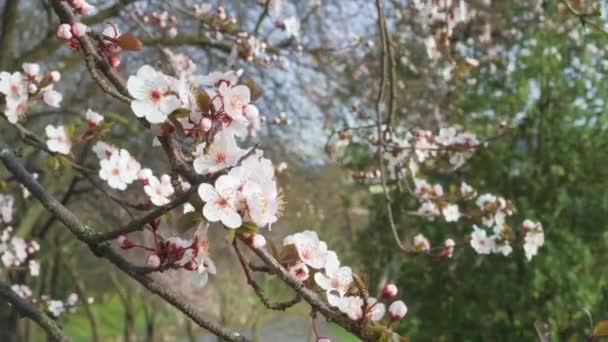 Jardín Primavera Con Árbol Floreciente Prunus Cerasifera Flores Ciruela Cereza — Vídeo de stock