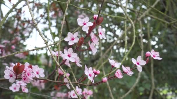 Linda Linda Rosa Cereja Ameixa Flores Fechar Uma Árvore Primavera — Vídeo de Stock