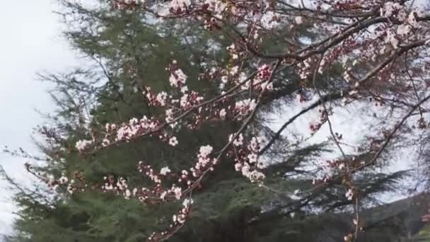 Branches Blossoming Cherry Plum Wind Background Coniferous Trees Park Prunus — Stockvideo