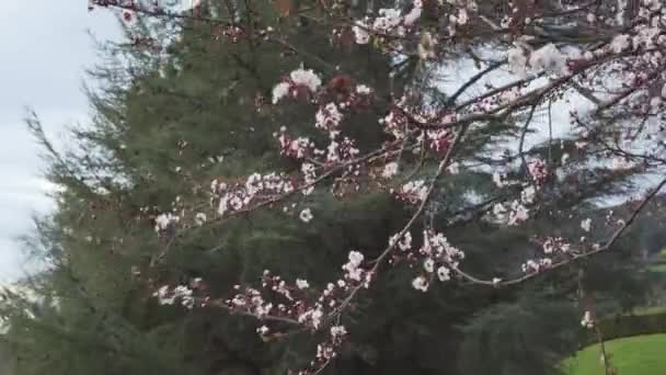 Forte Vento Furacão Jardim Primavera Prunus Cerasifera Flores Close Vento — Vídeo de Stock