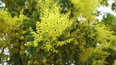 Mimoza ağacının güzel bahar çiçekleri rüzgarda sallanıyor. Acacia dealbata