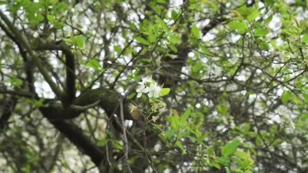 Flores Ciruela Cerezo Una Rama Floreciente Árbol Jardín Cerca — Vídeos de Stock