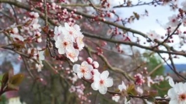 Güzel pembe kiraz çiçekleri çiçek açan bir bahar ağacına yaklaşır. Prunus cerasifera