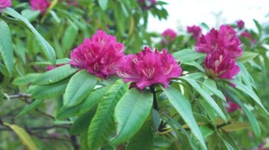 Güzel pembe rhododendron çiçekleri yaklaşır