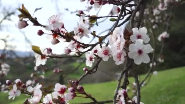 Ciruelo Cerezo Floreciente Con Hermosas Flores Cerca Las Ramas Sopladas — Vídeo de stock