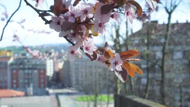 Flores Ameixa Cereja Rosa Ramo Florescendo Contra Fundo Uma Rua — Vídeo de Stock