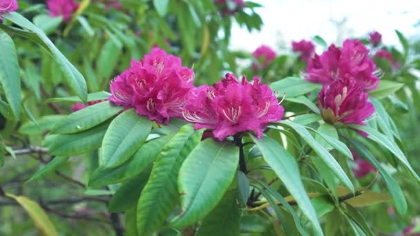 Beautiful Pink Rhododendron Flower Blooms Close — Stock Video