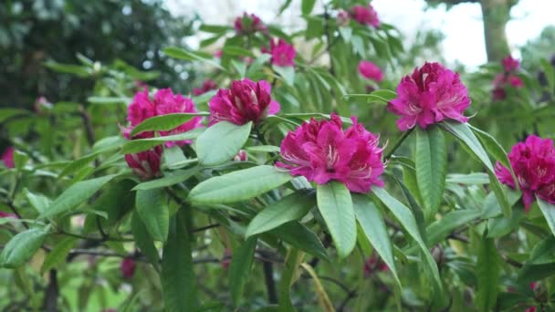 Blooming Rhododendron Flowers Red Pink Buds Lush Green Foliage — Wideo stockowe