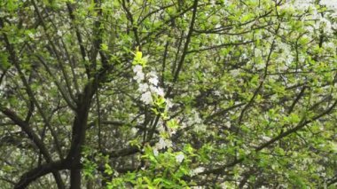 Kirazlı erik çiçekleriyle çiçek açan dal