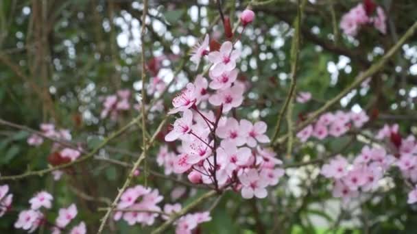 美しいピンクの桜の梅の花が咲く春の木の上に閉じます プルヌス セラシフェラ — ストック動画