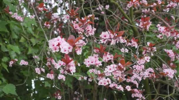 Blühende Zweige Der Kirschpflaume Prunus Cerasifera Mit Schönen Rosa Blüten — Stockvideo