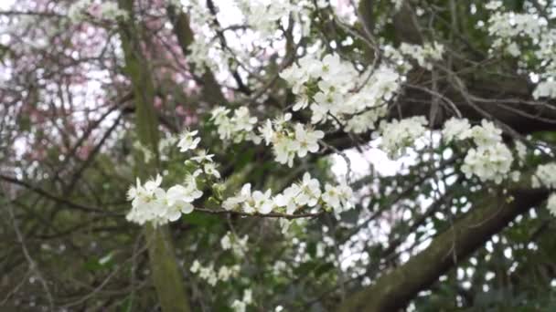 Flores Brancas Ameixa Cerejeira Ramo Florescente Uma Árvore Jardim Perto — Vídeo de Stock