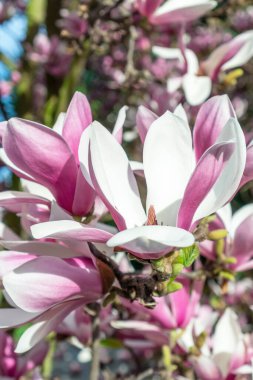 Manolya çiçeği yaklaş. Bahar çiçekleri