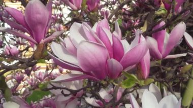 Manolya çiçekleri bahçede bahar havasıyla kapanır.