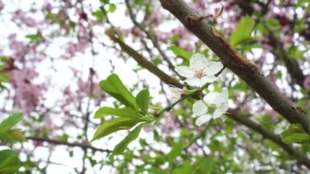 Lindas Flores Ameixa Primavera Florescem Flor Branca Fundo Flores Cor — Vídeo de Stock