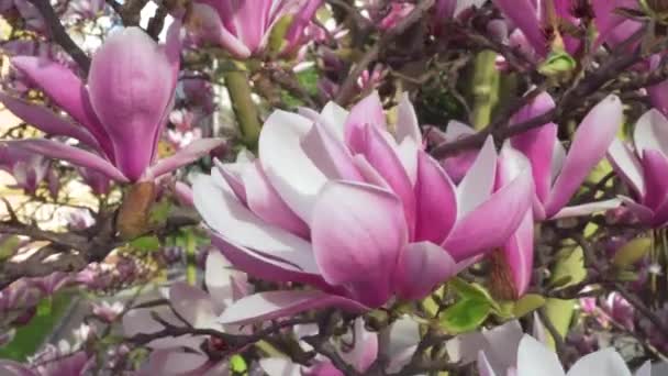 Piękny Różowy Kwiat Kwitnącego Drzewa Magnolii Gałęzi Bliska Wiele Kwiatów — Wideo stockowe