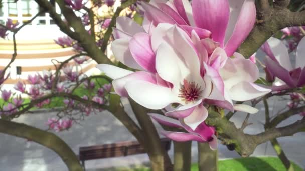 Vacker Magnolia Blomma Trädgren Park Stadsgata Naturlig Källa Stadslandskap — Stockvideo