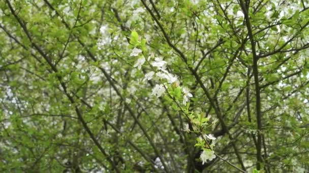 Flores Ameixa Cerejeira Ramo Florescente Uma Árvore Jardim Fecham — Vídeo de Stock