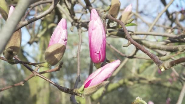 Rosa Knoppar Magnolia Träd Blommor Närbild Grenar — Stockvideo