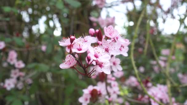 Pintorescas Flores Rosadas Delicadas Ciruela Cerezo Prunus Cerasifera Una Ramita — Vídeo de stock