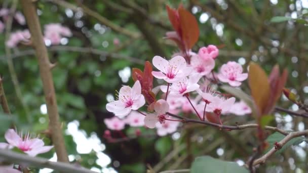 Preciosas Hermosas Flores Ciruela Cerezo Rosa Cierran Árbol Primavera Flor — Vídeos de Stock