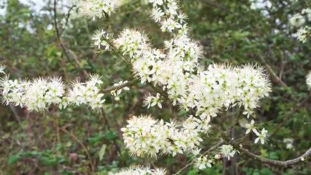 Kwitnące Dzikie Drzewo Białymi Kwiatami Gałęzi Zbliżenie — Wideo stockowe