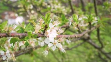 Bahçede baharda çiçek açan bir meyve ağacının dalına yakın duran güzel beyaz çiçekler. Seçici odak