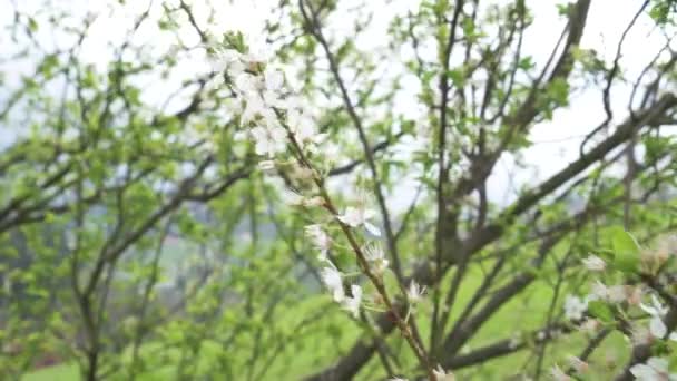 Piękne Białe Kwiaty Gałęzi Kwitnącego Drzewa Owocowego Wiosną Ogrodzie Skupienie — Wideo stockowe