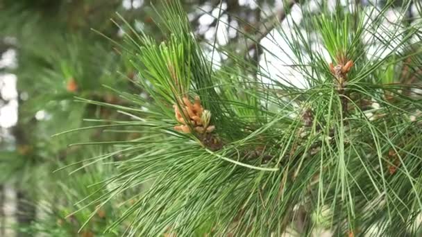 Kerucut Pinus Muda Baru Pada Cabang Dengan Dedaunan Subur Jarum — Stok Video