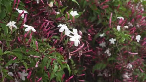 Witte Bloemen Roze Knoppen Van Jasmijn Close Klimplant — Stockvideo