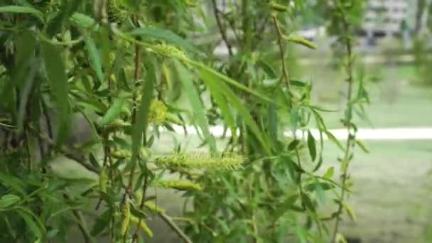 Frühlingszweige Blühender Babyweiden Mit Kätzchen Und Pollen Großaufnahme Wiegen Sich — Stockvideo