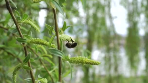 Eine Biene Auf Einem Babylonischen Trauerweidenkätzchen Zweige Eines Frühlingsbaums Nahaufnahme — Stockvideo