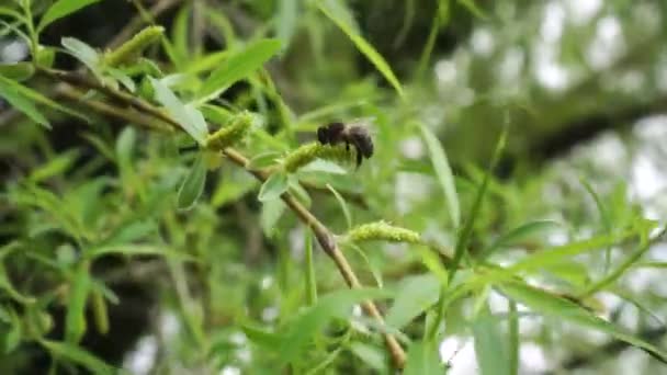 Eine Biene Auf Einem Kätzchen Der Frühlingsweide Bestäubung Auf Einer — Stockvideo