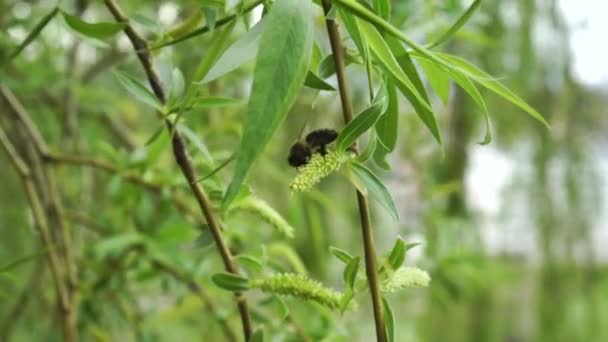 Jeune Rameau Printanier Saule Pleureur Avec Des Abeilles Récoltant Pollen — Video