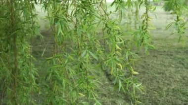 Ağlayan söğüt ağacının yeşil dalları ve rüzgarda sallanan kedi derileri. Babil Willow. El kamerasıyla.