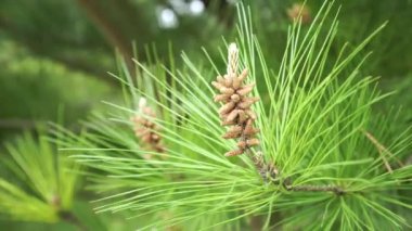 Çam ağacında büyüyen külahlar. Çam dalları ve yemyeşil yapraklar. Rüzgarda savruluyor. El kamerasıyla.