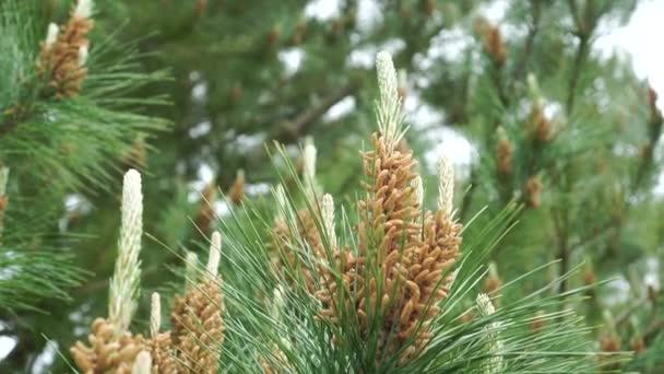 Blossoming Pine Sprout Pollen Close Young Cones Handheld Shot — Stock Video